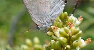 Attēlu rezultāti vaicājumam “Theclinae”