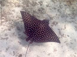 Image result for Aetobatus narinari