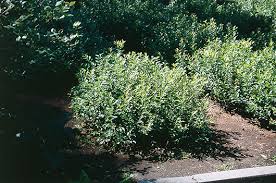 Attēlu rezultāti vaicājumam “Vaccinium angustifolium”