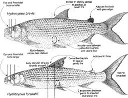 Image result for Goliath Tigerfish