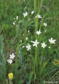 Attēlu rezultāti vaicājumam “Arenaria procera”