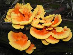 Attēlu rezultāti vaicājumam “Laetiporus sulphureus”