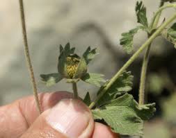 Attēlu rezultāti vaicājumam “Potentilla arenaria bud”