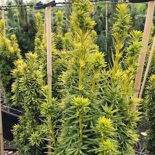 Attēlu rezultāti vaicājumam “Taxus baccata leaf”