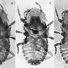 Attēlu rezultāti vaicājumam “Orthezia urticae”
