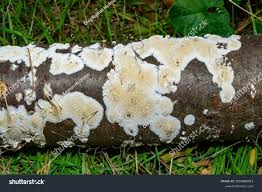 Attēlu rezultāti vaicājumam “Postia undosa”