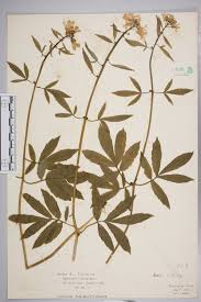 Attēlu rezultāti vaicājumam “Cardamine bulbifera leaf”