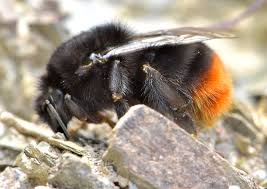 Attēlu rezultāti vaicājumam “Bombus lapidarius”