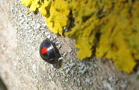 Attēlu rezultāti vaicājumam “Chilocorus renipustulatus”