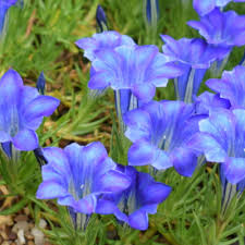 Attēlu rezultāti vaicājumam “Gentiana cruciata leaf”