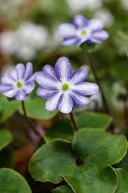 Attēlu rezultāti vaicājumam “Hepatica nobilis flower”