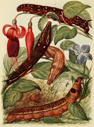 Attēlu rezultāti vaicājumam “Capsus ater imago”