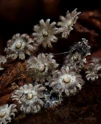 Attēlu rezultāti vaicājumam “Physarum viride var. incanum stalked”