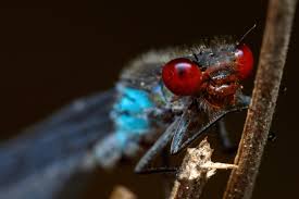 Attēlu rezultāti vaicājumam “Erythromma najas”