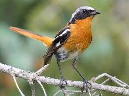 Attēlu rezultāti vaicājumam “Phoenicurus phoenicurus”