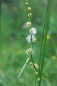 Attēlu rezultāti vaicājumam “Sparganium minimum leaf”
