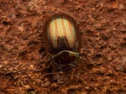 Attēlu rezultāti vaicājumam “Chrysolina staphylaea”