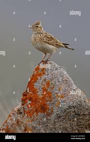 Attēlu rezultāti vaicājumam “Alauda arvensis adult”