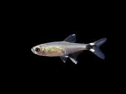 Attēlu rezultāti vaicājumam “Tetratoma ancora”