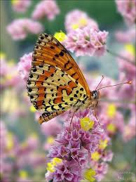 Attēlu rezultāti vaicājumam “Melitaea didyma”