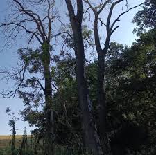 Attēlu rezultāti vaicājumam “Hymenoscyphus fraxineus”