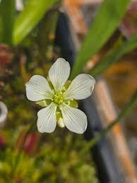 Attēlu rezultāti vaicājumam “Droseraceae”