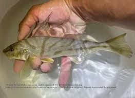 Image result for Menticirrhus americanus