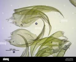 Attēlu rezultāti vaicājumam “Calliergonella lindbergii”