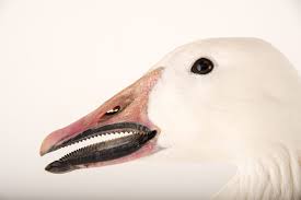 Image result for Anser caerulescens