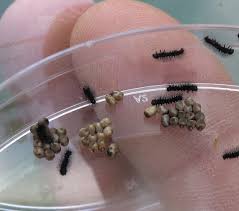 Attēlu rezultāti vaicājumam “Saturnia pavonia eggs”