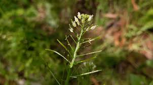 Attēlu rezultāti vaicājumam “Cardamine impatiens”