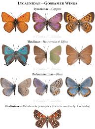 Attēlu rezultāti vaicājumam “Lepidoptera”