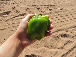 Afbeeldingsresultaat voor california wonder 300 sweet pepper