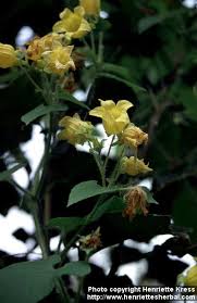 Attēlu rezultāti vaicājumam “Thladiantha dubia”