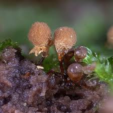 Attēlu rezultāti vaicājumam “Physarum viride var. aurantium spores”