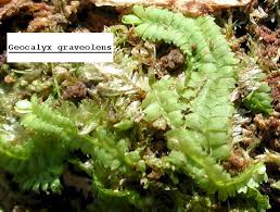 Attēlu rezultāti vaicājumam “Geocalyx graveolens”