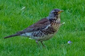 Attēlu rezultāti vaicājumam “Turdus pilaris”