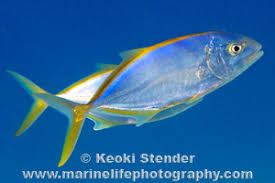 Image result for Caranx bartholomaei