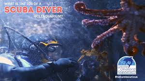 Image result for Cleveland Divers