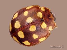 Attēlu rezultāti vaicājumam “Calvia quatuordecimguttata”