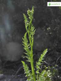 Attēlu rezultāti vaicājumam “Carum carvi leaf”