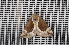 Attēlu rezultāti vaicājumam “Hypena crassalis”