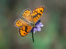 Attēlu rezultāti vaicājumam “Lasiommata megera underside”