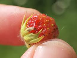 Attēlu rezultāti vaicājumam “Fragaria viridis fruit”