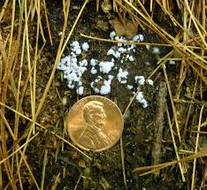 Attēlu rezultāti vaicājumam “Lindbladia tubulina spores”