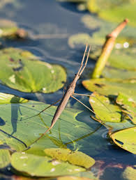 Attēlu rezultāti vaicājumam “Ranatra linearis”