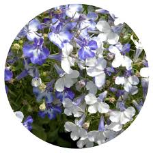 Attēlu rezultāti vaicājumam “Lobelia erinus flower”