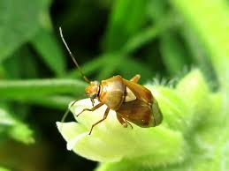 Attēlu rezultāti vaicājumam “Lygus pratensis imago”