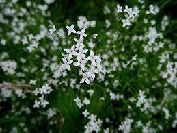 Attēlu rezultāti vaicājumam “Galium palustre”