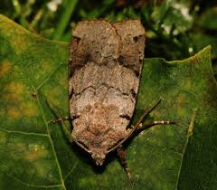 Attēlu rezultāti vaicājumam “Agrochola litura”